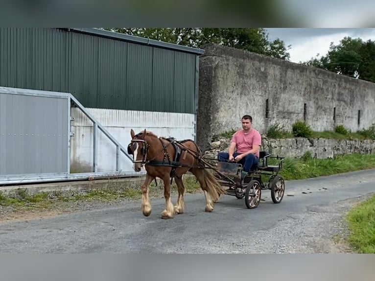 Cob Gelding 5 years 12 hh in Sligo