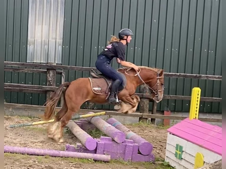 Cob Gelding 5 years 12 hh in Sligo