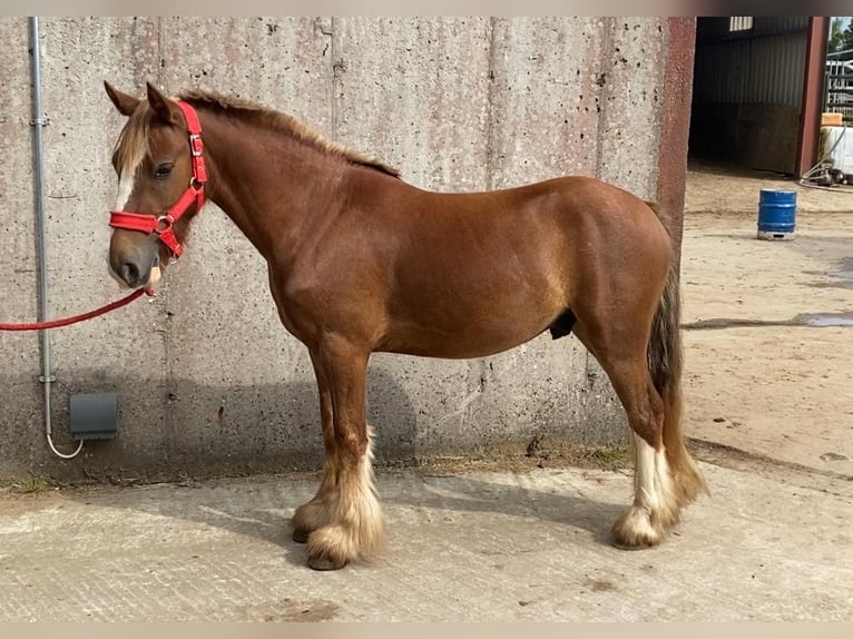 Cob Gelding 5 years 12 hh in Sligo