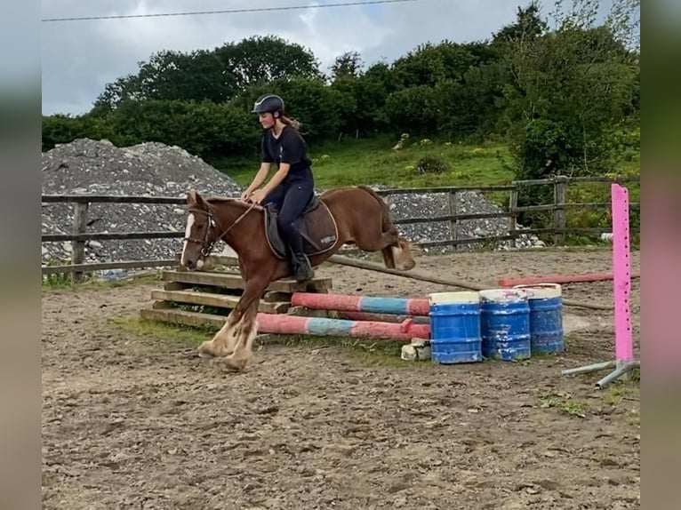 Cob Gelding 5 years 12 hh in Sligo