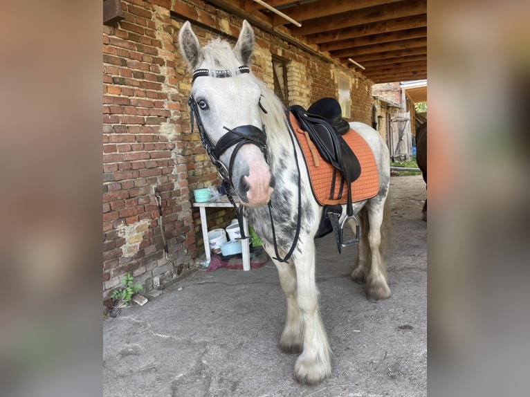 Cob Gelding 5 years 13.2 hh Tobiano-all-colors in Trebbin