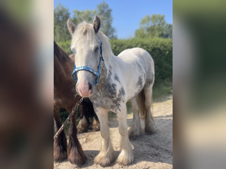 Cob Gelding 5 years 13.2 hh Tobiano-all-colors in Trebbin