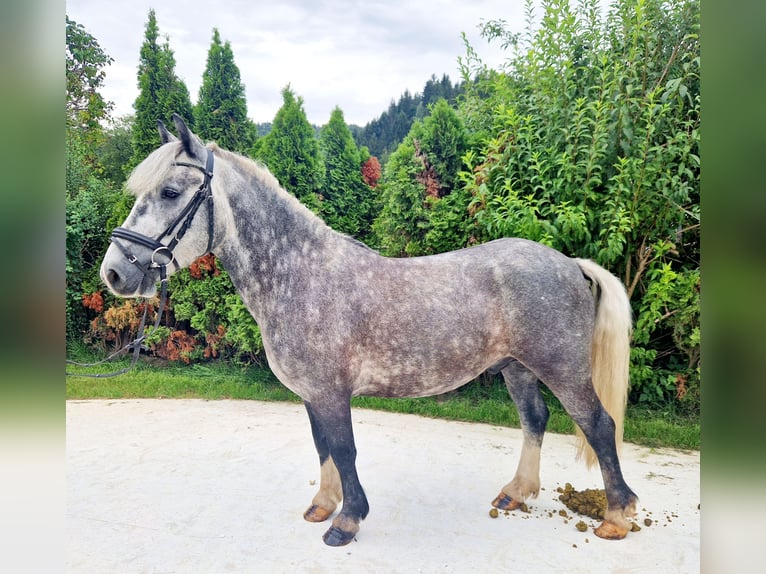 Cob Gelding 5 years 13,3 hh Gray-Blue-Tan in Gummern