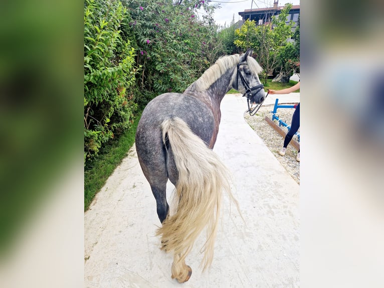 Cob Gelding 5 years 13,3 hh Gray-Blue-Tan in Gummern