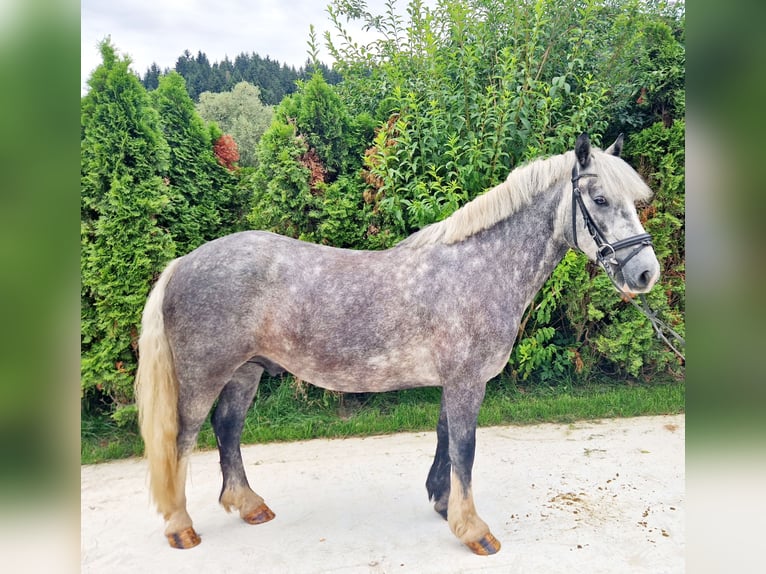 Cob Gelding 5 years 13,3 hh Gray-Blue-Tan in Gummern