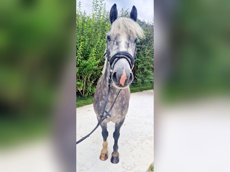 Cob Gelding 5 years 13,3 hh Gray-Blue-Tan in Gummern