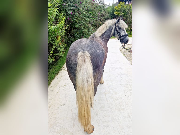 Cob Gelding 5 years 13,3 hh Gray-Blue-Tan in Gummern