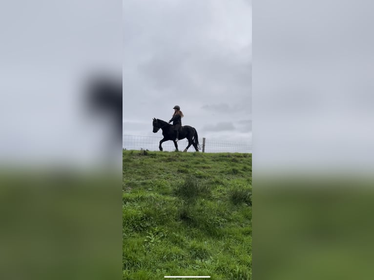 Cob Mix Gelding 5 years 13 hh Black in Essen (Oldenburg)