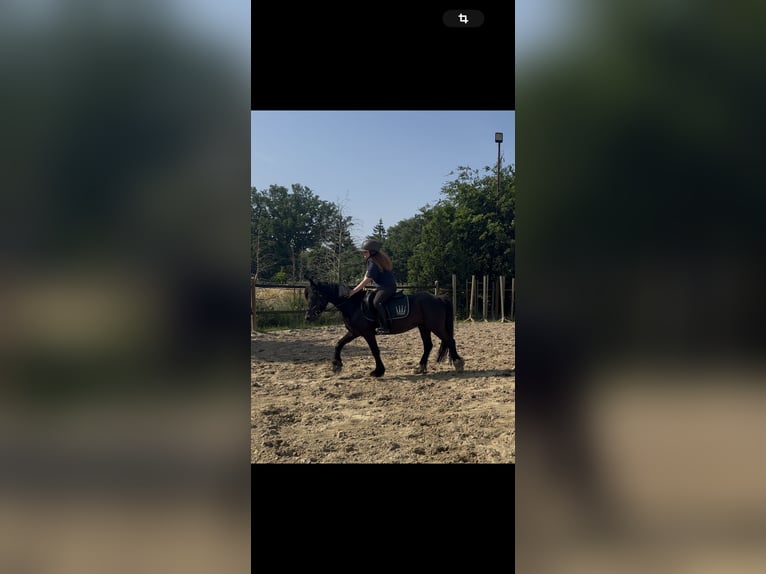 Cob Mix Gelding 5 years 13 hh Black in Essen (Oldenburg)