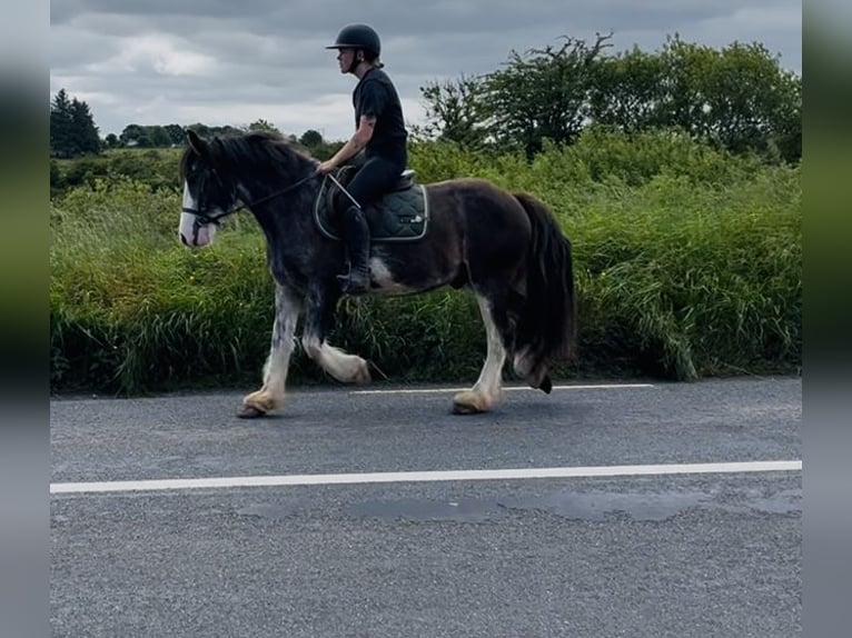 Cob Gelding 5 years 14.1 hh Black in Sligo