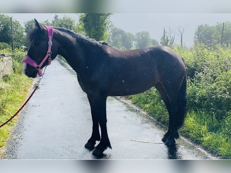 Cob Gelding 5 years 14,1 hh Brown in Sligo