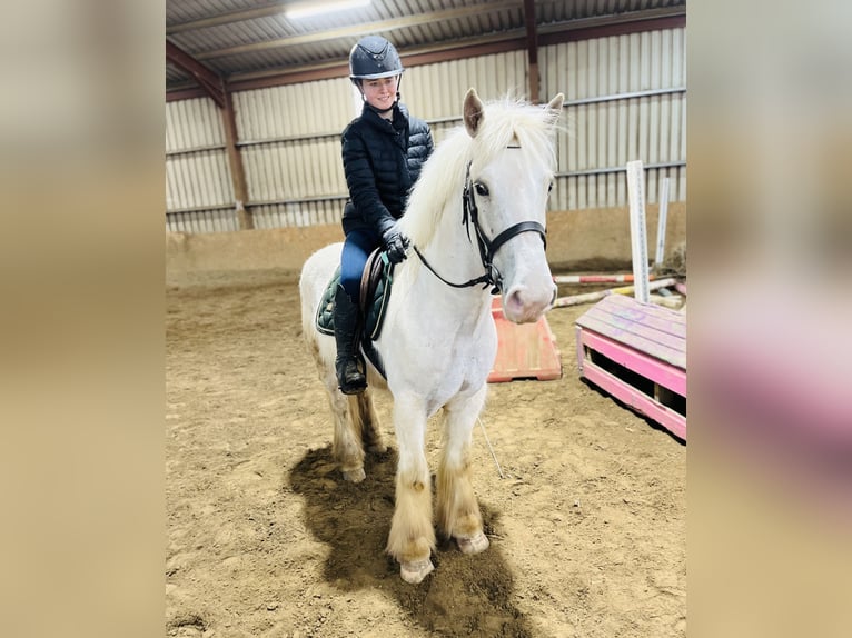 Cob Gelding 5 years 14.1 hh Palomino in Sligo