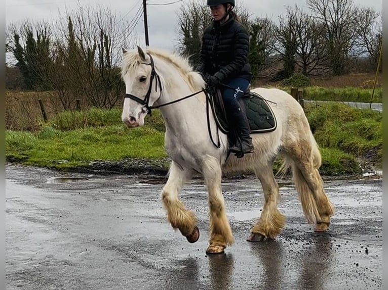 Cob Gelding 5 years 14.1 hh Palomino in Sligo