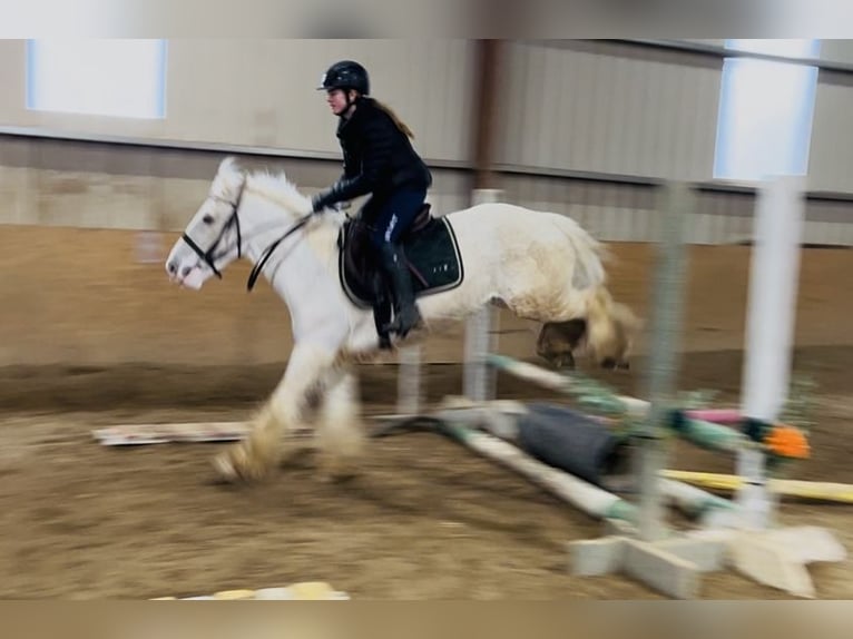 Cob Gelding 5 years 14.1 hh Palomino in Sligo