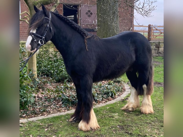 Cob Gelding 5 years 14,1 hh Pinto in Hopsten