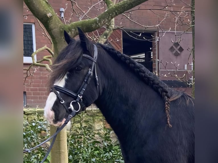 Cob Gelding 5 years 14,1 hh Pinto in Hopsten