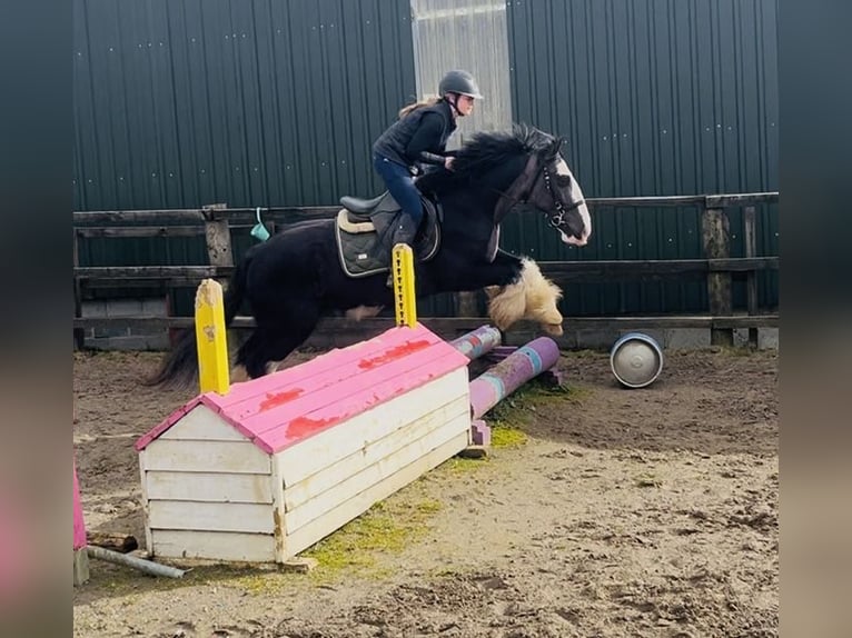 Cob Gelding 5 years 14.2 hh Black in Sligo
