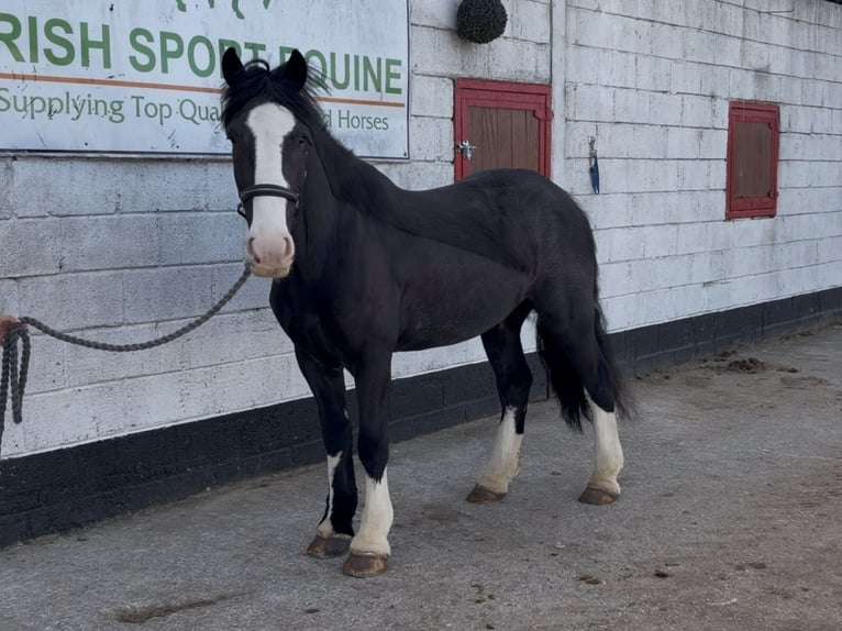 Cob Gelding 5 years 14.2 hh  in Co laois
