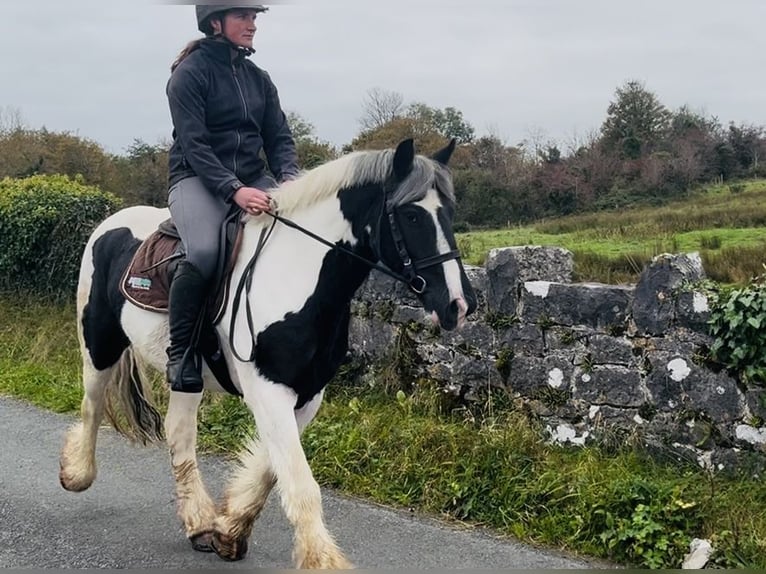 Cob Gelding 5 years 14,2 hh Pinto in Sligo