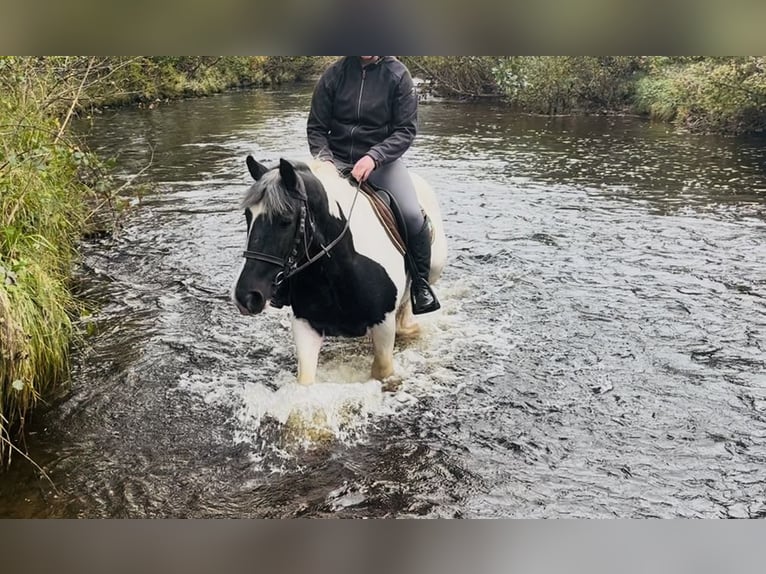 Cob Gelding 5 years 14,2 hh Pinto in Sligo