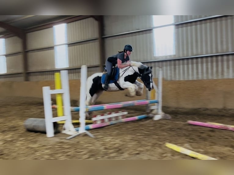 Cob Gelding 5 years 14,2 hh Pinto in Sligo