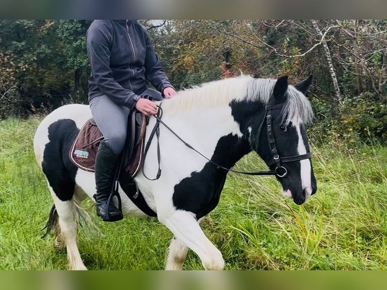 Cob Gelding 5 years 14,2 hh Pinto in Sligo