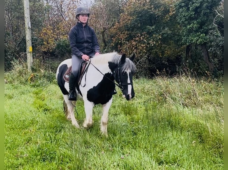 Cob Gelding 5 years 14,2 hh Pinto in Sligo