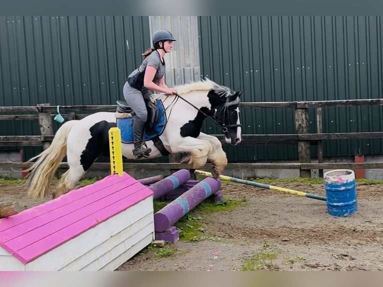 Cob Gelding 5 years 14,2 hh Pinto in Sligo