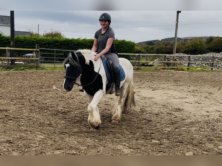 Cob Gelding 5 years 14,2 hh Pinto in Sligo