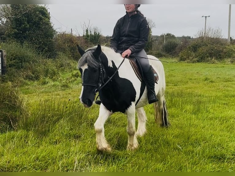Cob Gelding 5 years 14,2 hh Pinto in Sligo