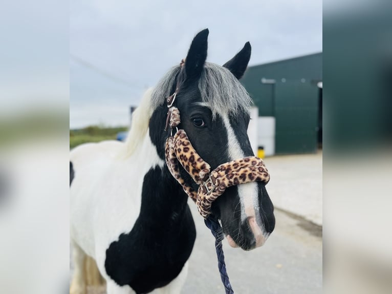 Cob Gelding 5 years 14,2 hh Pinto in Sligo