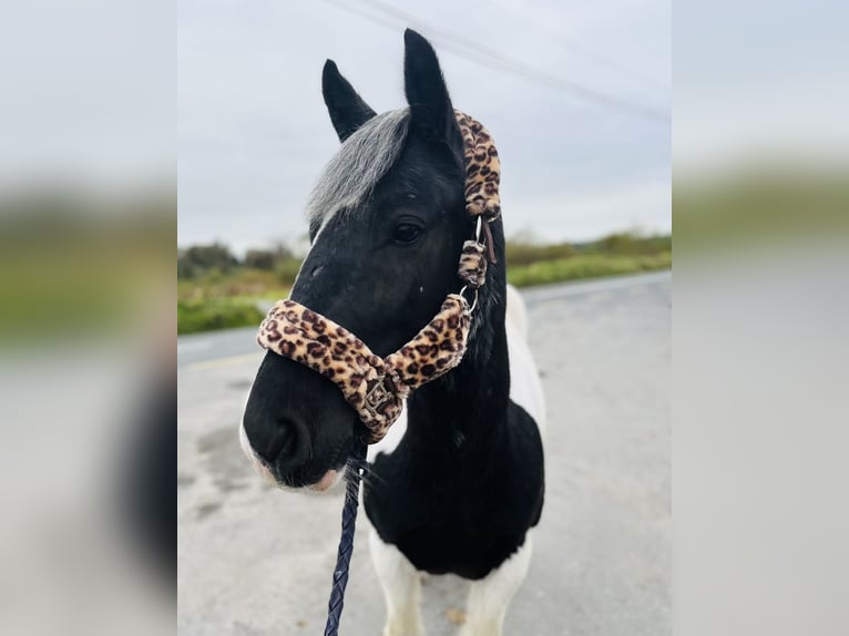 Cob Gelding 5 years 14,2 hh Pinto in Sligo