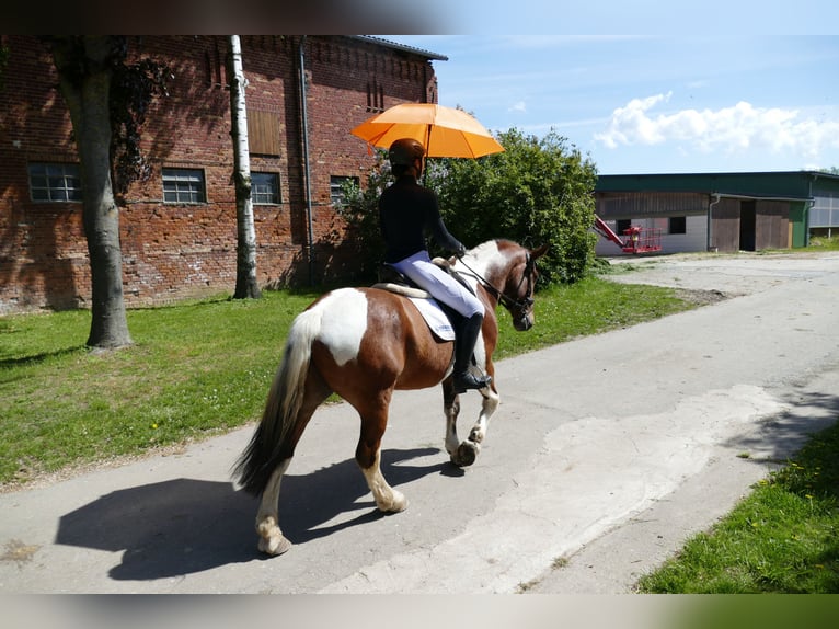 Cob Gelding 5 years 14.2 hh Pinto in Ganschow
