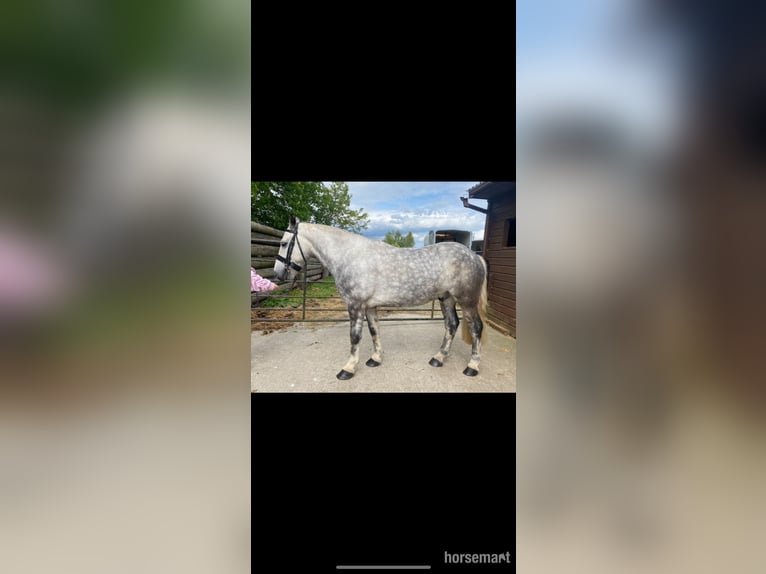 Cob Gelding 5 years 14 hh Grey in Kildare