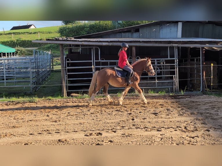 Cob Gelding 5 years 14,1 hh Chestnut-Red in Morsbach