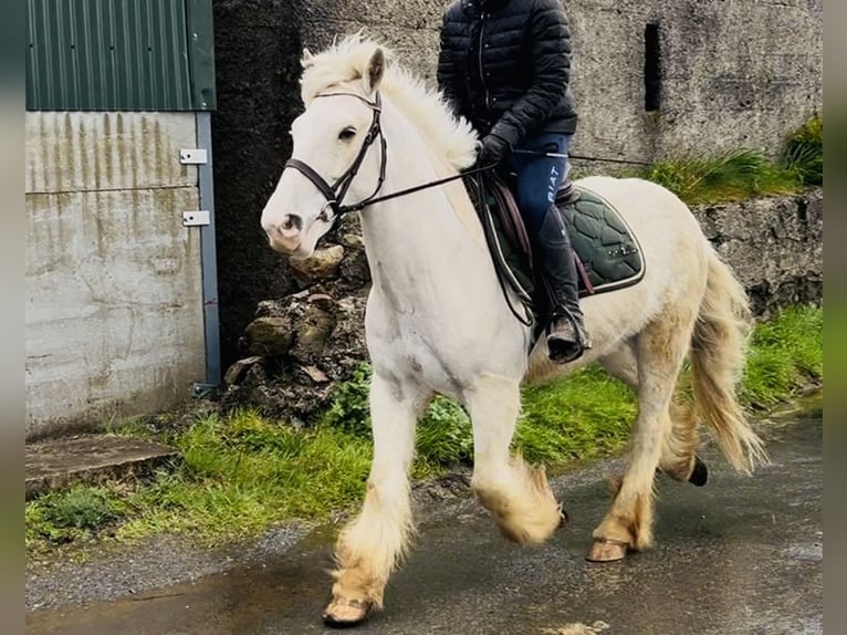 Cob Gelding 5 years 14,1 hh Palomino in Sligo