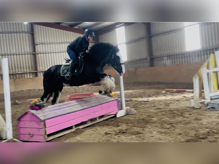 Cob Gelding 5 years 14,2 hh Black in Sligo