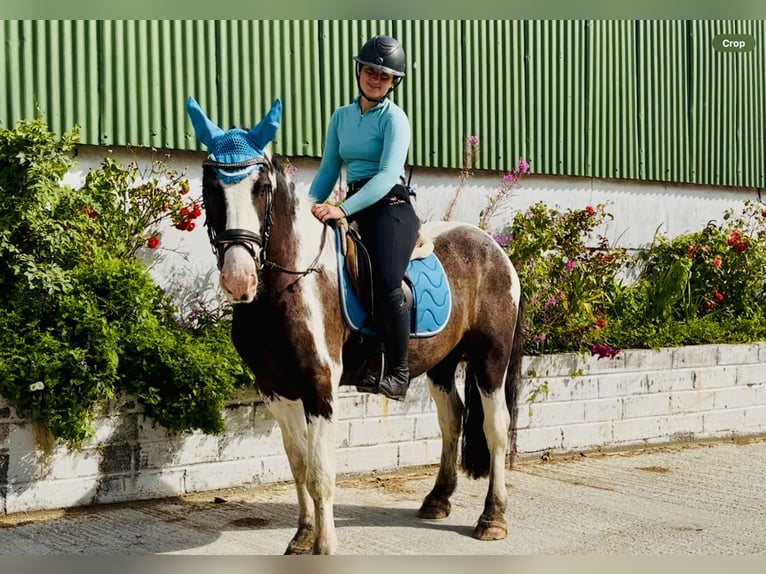 Cob Gelding 5 years 14,2 hh Pinto in Mountrath