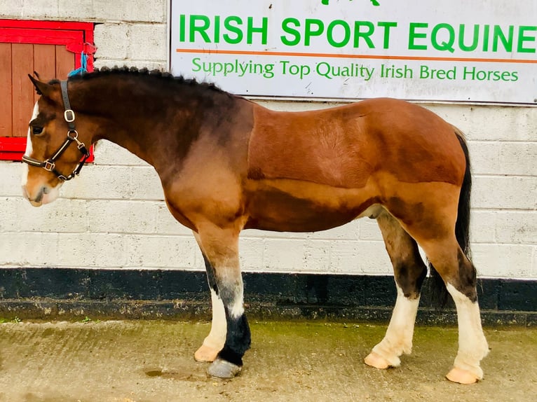 Cob Gelding 5 years 14,3 hh Brown in Mountrath