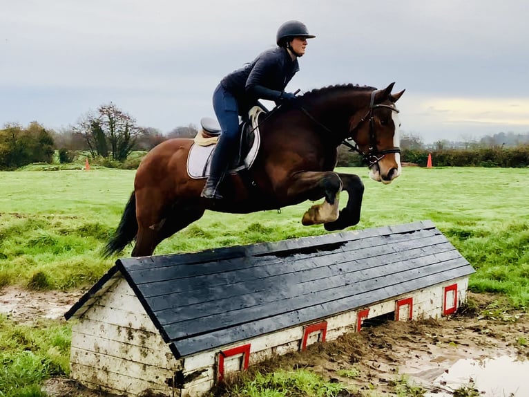 Cob Gelding 5 years 14,3 hh Brown in Mountrath