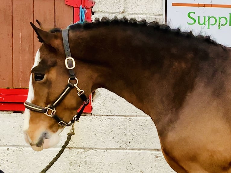 Cob Gelding 5 years 14,3 hh Brown in Mountrath