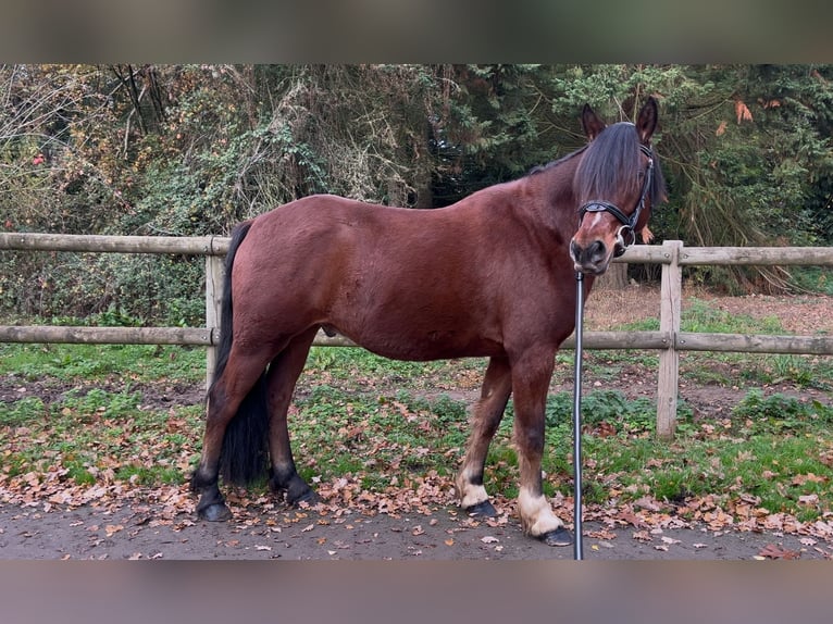 Cob Gelding 5 years 14,3 hh Brown in Crespières