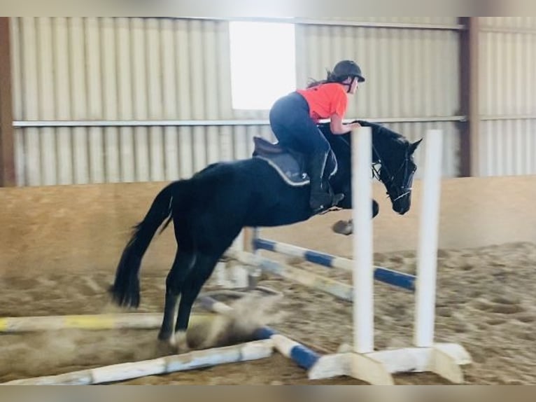 Cob Gelding 5 years 15,1 hh Black in Sligo