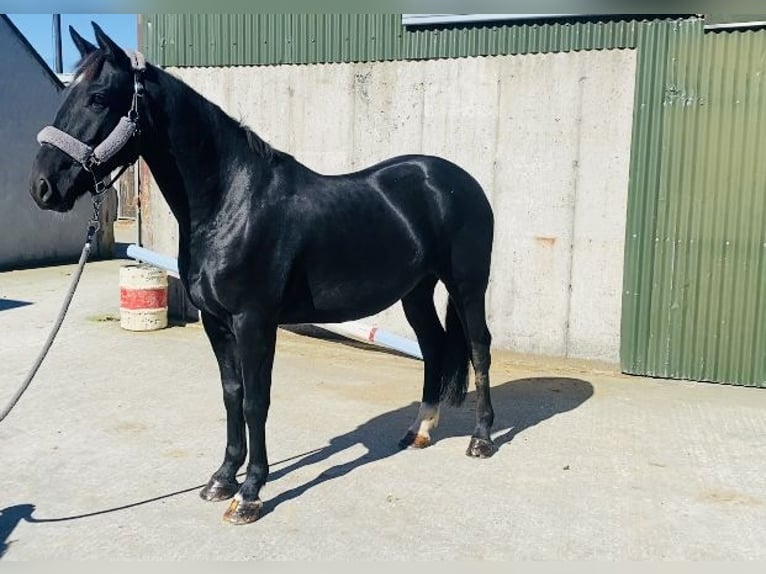 Cob Gelding 5 years 15,1 hh Black in Sligo