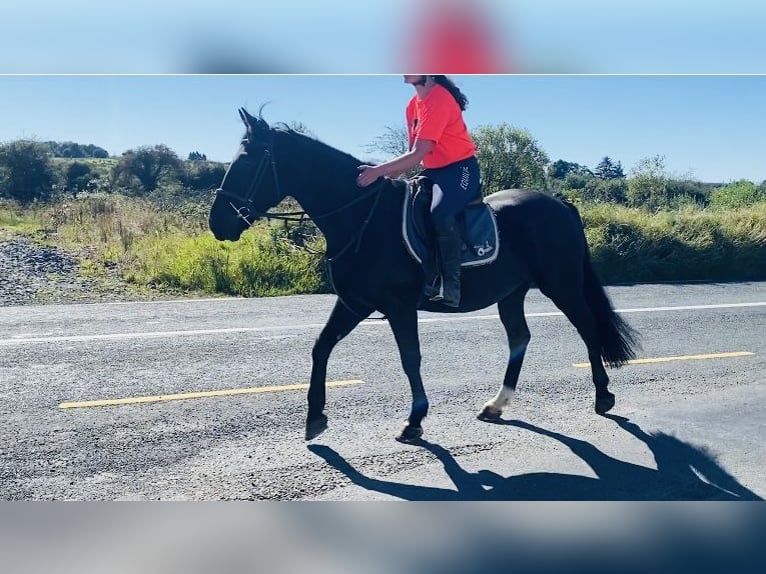 Cob Gelding 5 years 15,1 hh Black in Sligo