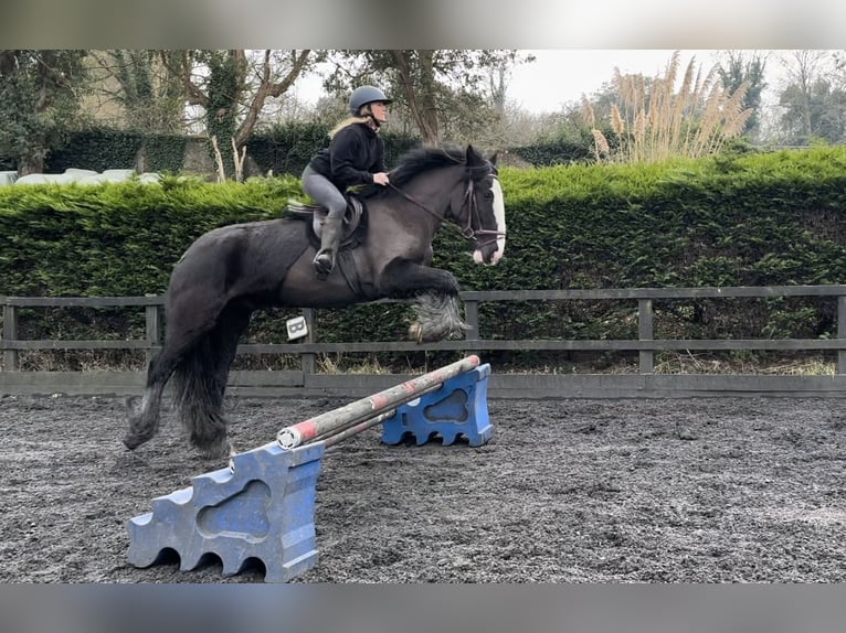 Cob Gelding 5 years 15,1 hh Black in Essex