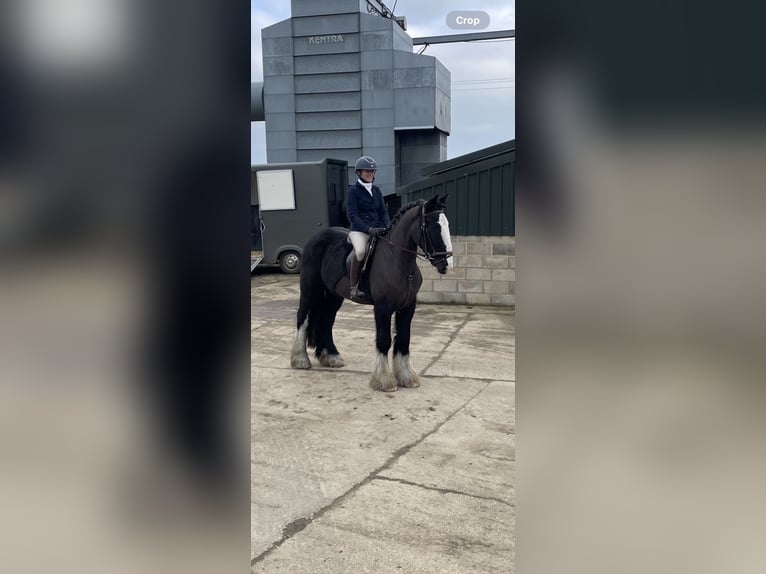Cob Gelding 5 years 15,1 hh Black in Essex