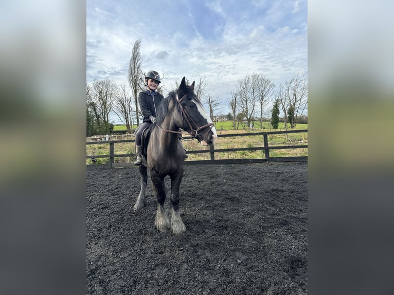 Cob Gelding 5 years 15,1 hh Black in Essex