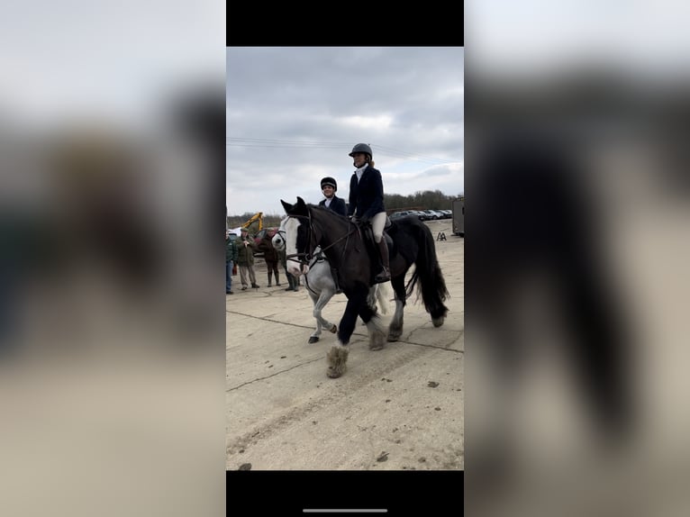 Cob Gelding 5 years 15,1 hh Black in Essex