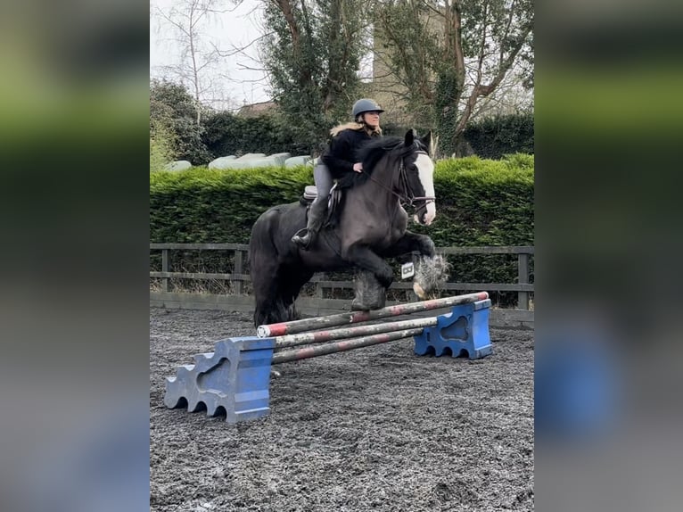Cob Gelding 5 years 15,1 hh Black in Essex